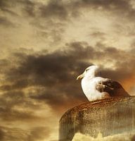 Mouette sur un dauphin
