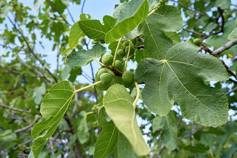 Feigenbaum im sonnigen Kroatien von Heiko Kueverling