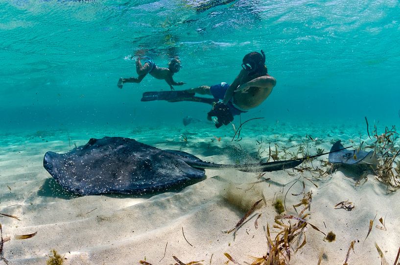 Lessen over de zee von Joost van Uffelen