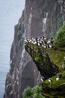 Puffins on Drangey Island