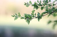 Der Frühling erwacht