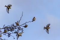 Das anstrengende Leben eines Stieglitzes unter Zeisigen