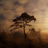 Wooldseveen in the morning