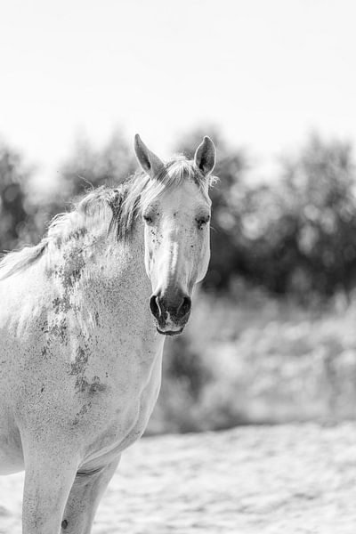 La sérénité en noir et blanc - Le portrait du cheval blanc par Femke Ketelaar
