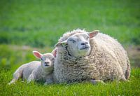 Spring, sheep in the meadow! Mother sheep with lamb.
