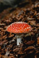 Fly agaric - Red and orange with white dots