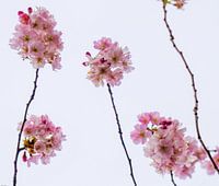 Something's in the air...