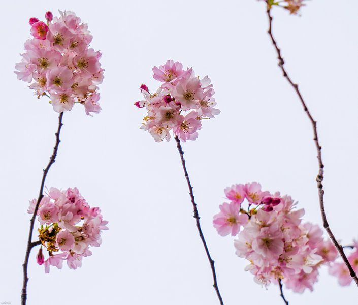 Something's in the air... by Working Waves