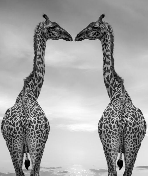 Girafes noir et blanc par By Marjolein Design