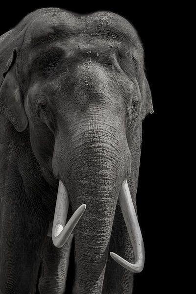 Afrikanischer Elefant, mit Stoßzähnen von Gert Hilbink