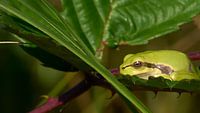 Der Laubfrosch rastet zu spät ein
