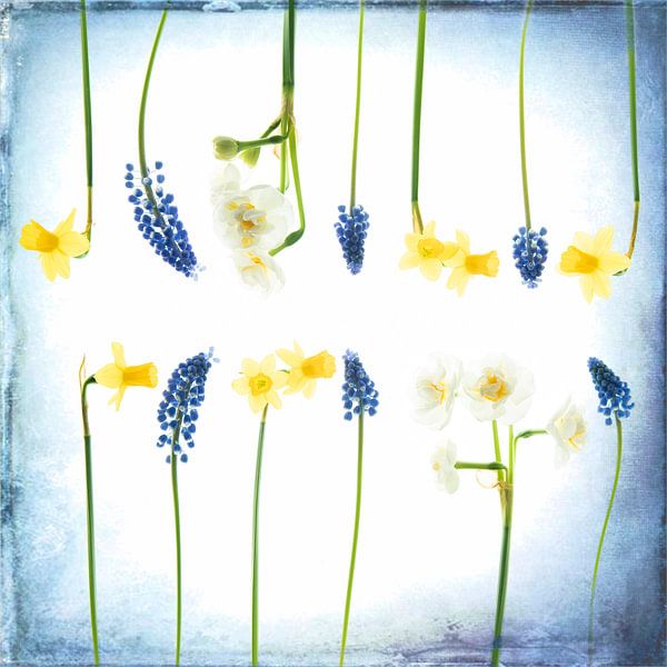 Still life with daffodils and blue grapes by Francis Dost