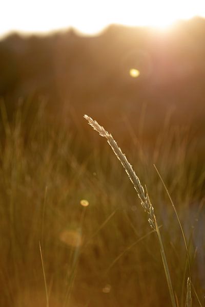 Dune grass in the sunlight in summer on a Wadden Island | nature photo | country style by Karijn | Fine art Natuur en Reis Fotografie
