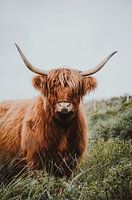 Schottischer Hochlandbewohner