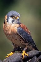 American Kestrel