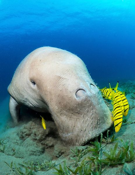 lamantin au pâturage par thomas van puymbroeck