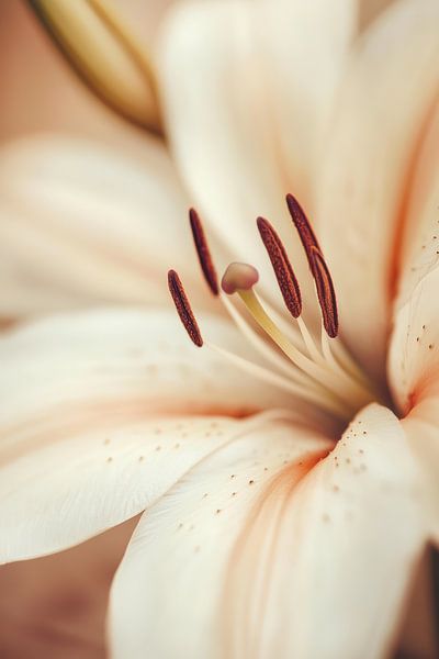 Blume in Nahaufnahme von Bert Nijholt