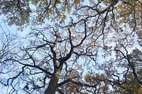 Verdrehten Zweige voller Knospen