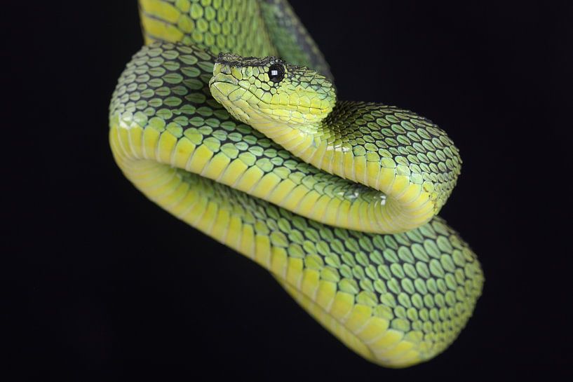 Nitsche&#039;s Baumotter (Atheris nitschei) von Ronald Pol