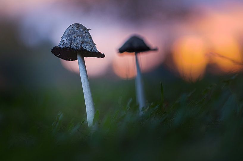 Scaled ink mushroom in Waasland by Alain Gysels