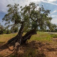 Olivier à contre-jour, Italie