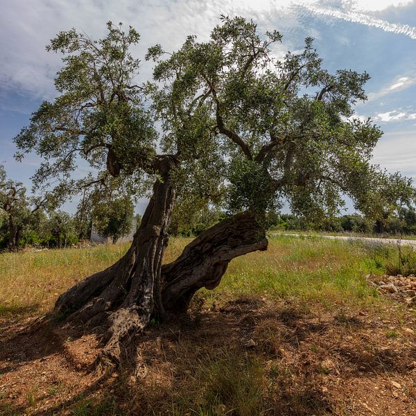 Olivenbaum mit Gegenlicht, Italien von Joost Adriaanse