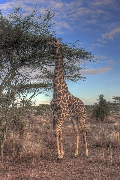 Girafe par BL Photography