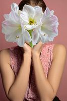 Amaryllis pour jeunes filles