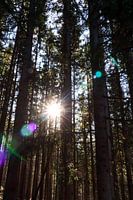 Sonnenstrahlen und Kiefern