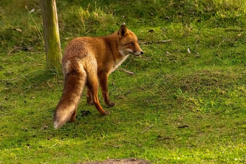 Fox par Merijn Loch