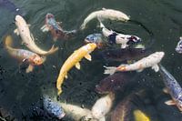 Koi karpers in Japanse tuin