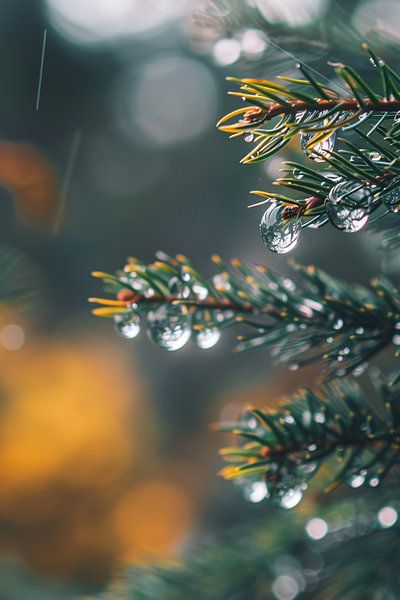 see-through by Imperial Art House