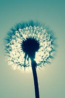 Dandelion (Paardenbloem)