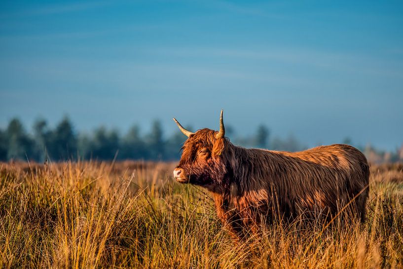 Schotse Hooglander kijkt uit over het natuurgebied van Bas Fransen