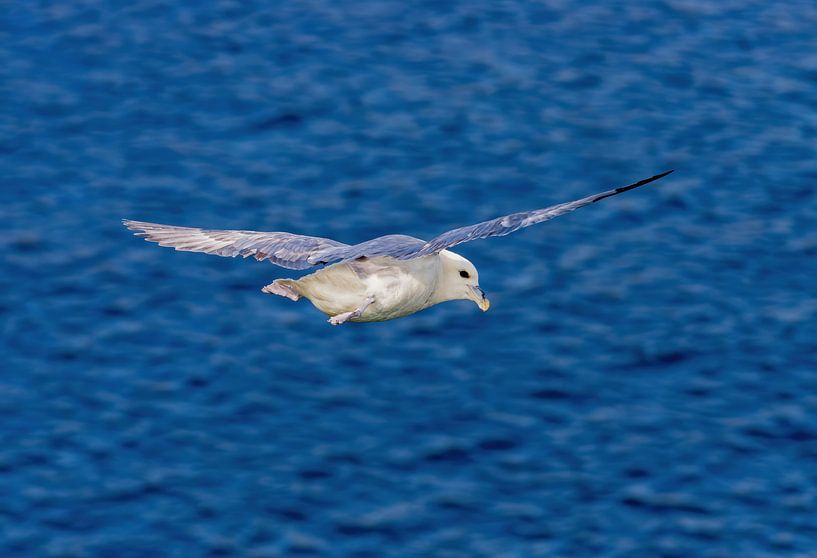 Vol au-dessus de la mer à Fair Isle par Merijn Loch