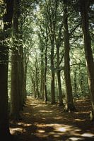 Spaziergang durch die Baumallee