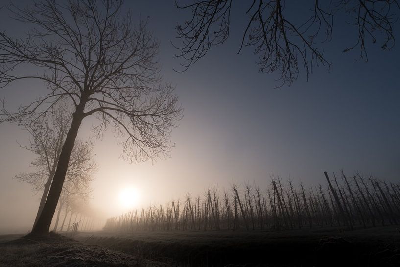 (Fruit)bomen par Moetwil en van Dijk - Fotografie