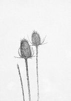 2018 art 11 Kaardebol Ardennen Belgie