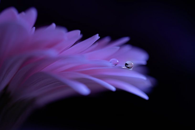 Gerbera von Carolina Roepers