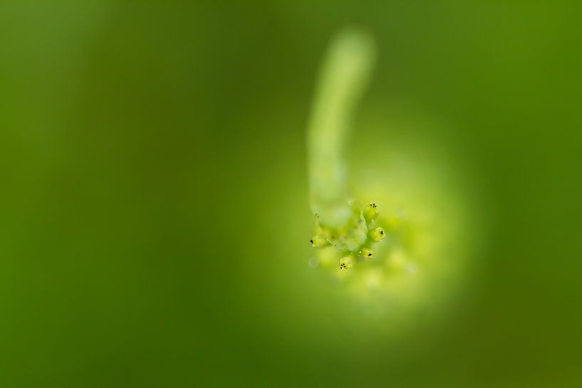 Soft and green 1 - nature photography by QEIMOY