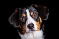 Miko, onze 3-jarige Entlebucher Sennenhond