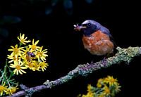 Gekraagde roodstaart