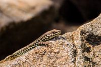 Eidechse sonnt sich auf korsischem Granit