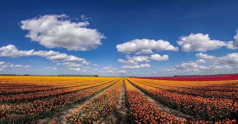 Flowering tulip fields in the Groningen countryside by Gert Hilbink