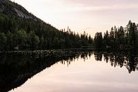 Spiegelung des Kiefernwaldes bei Sonnenuntergang