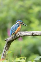 Martin-pêcheur sur un tronc d'arbre