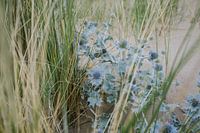 Blaue Seedistel und Gras 01