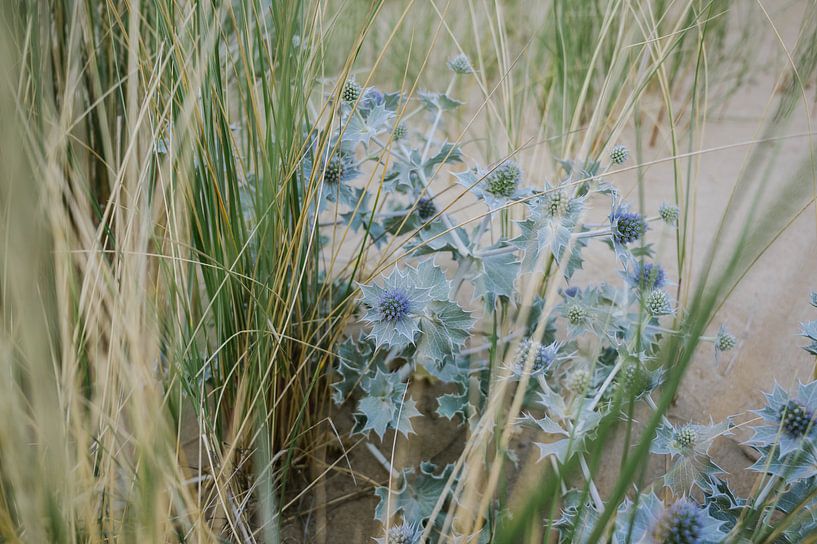 Blaue Seedistel und Gras 01 von Lisenka l' Ami Fotografie