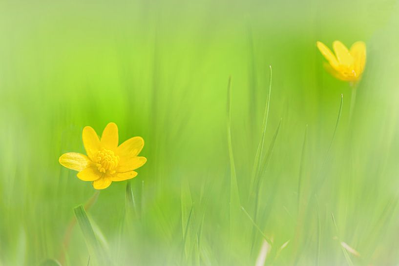 Butterblume von R Smallenbroek