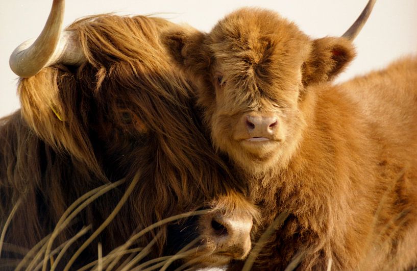 Schottischer Highlander mit Kalb von Martijn Smit